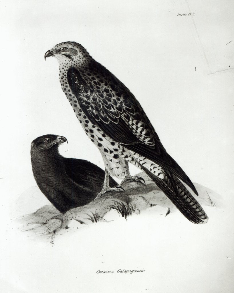 Detail of Birds of Prey by English School
