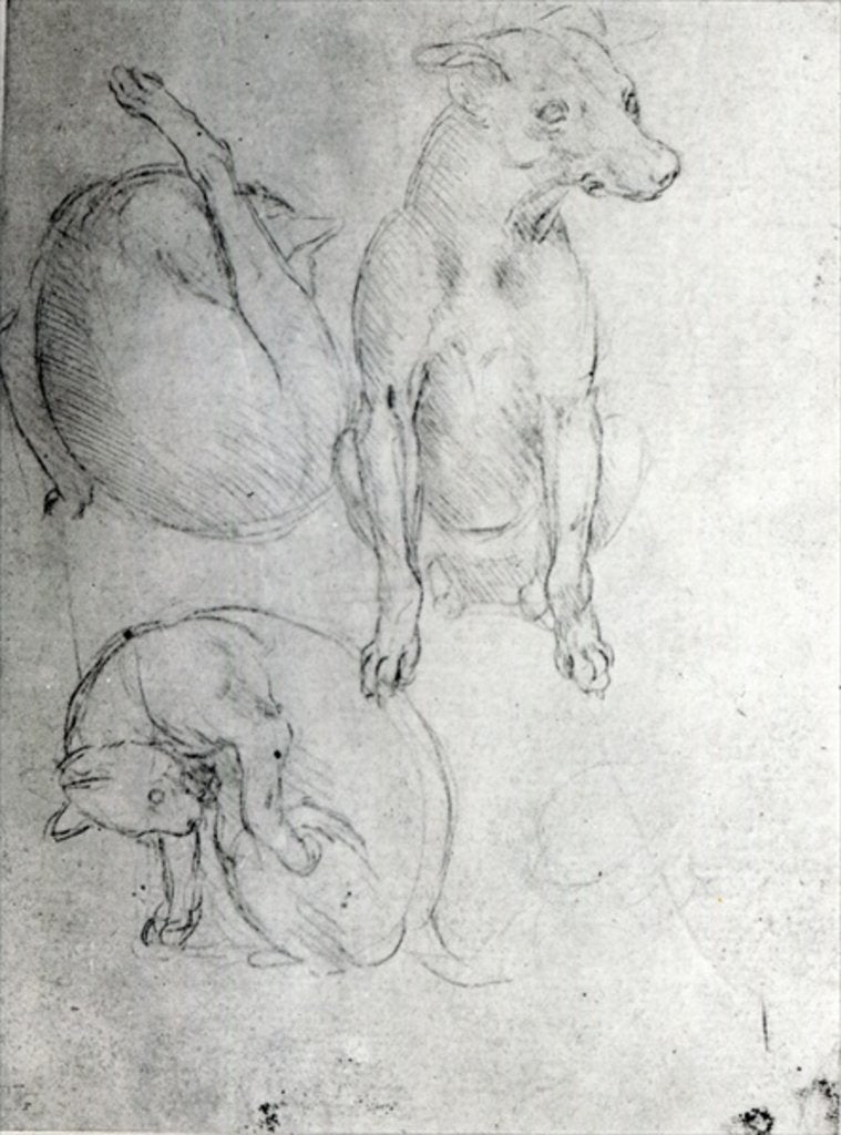 Detail of Study of a dog and a cat, c.1480 by Leonardo da Vinci