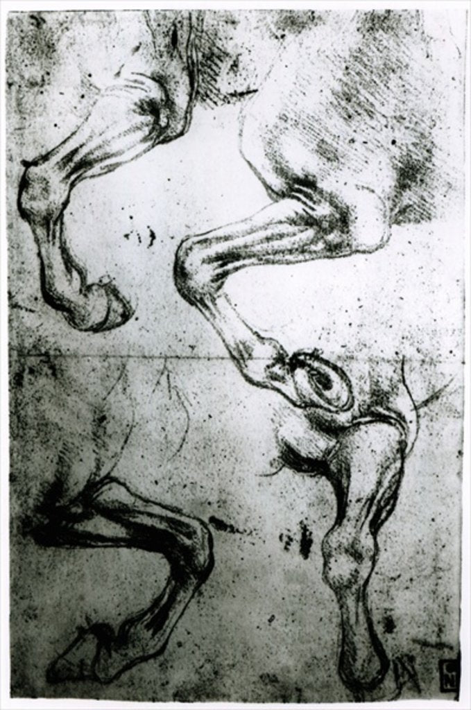 Detail of Studies of Horses legs by Leonardo da Vinci