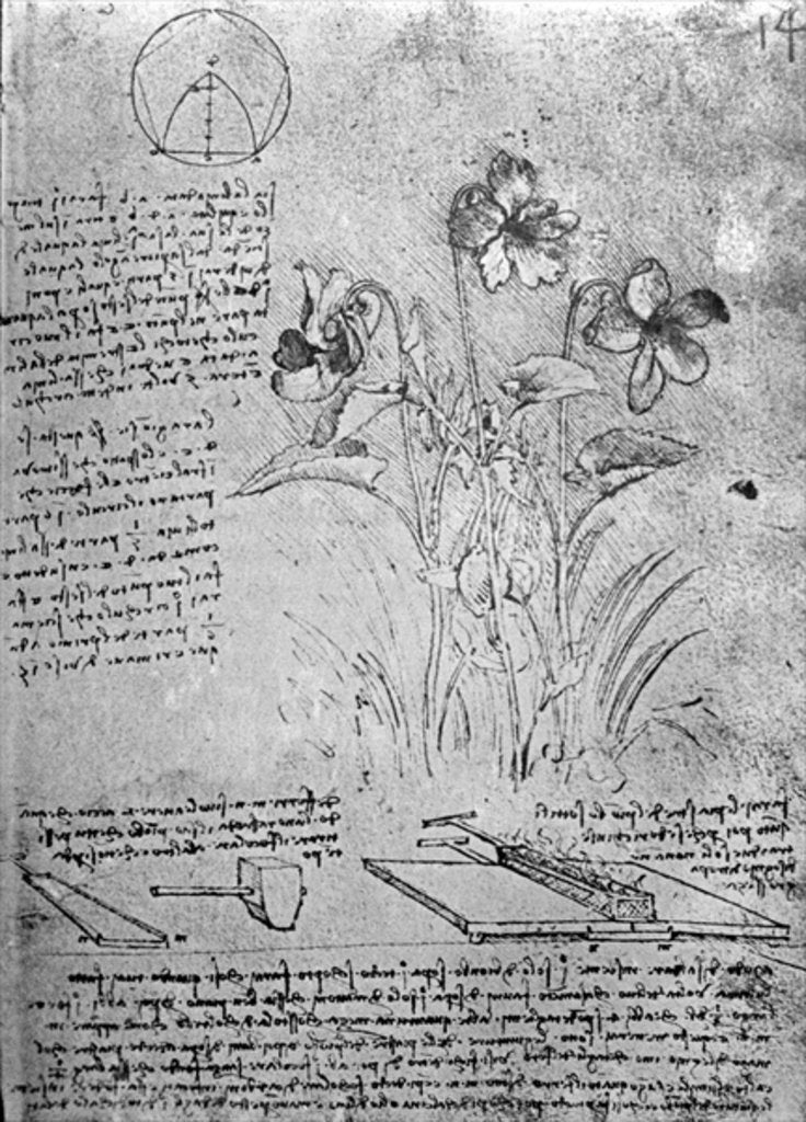 Detail of Studies of Violas, fol. 14r from Manuscript B, c.1487-90 by Leonardo da Vinci