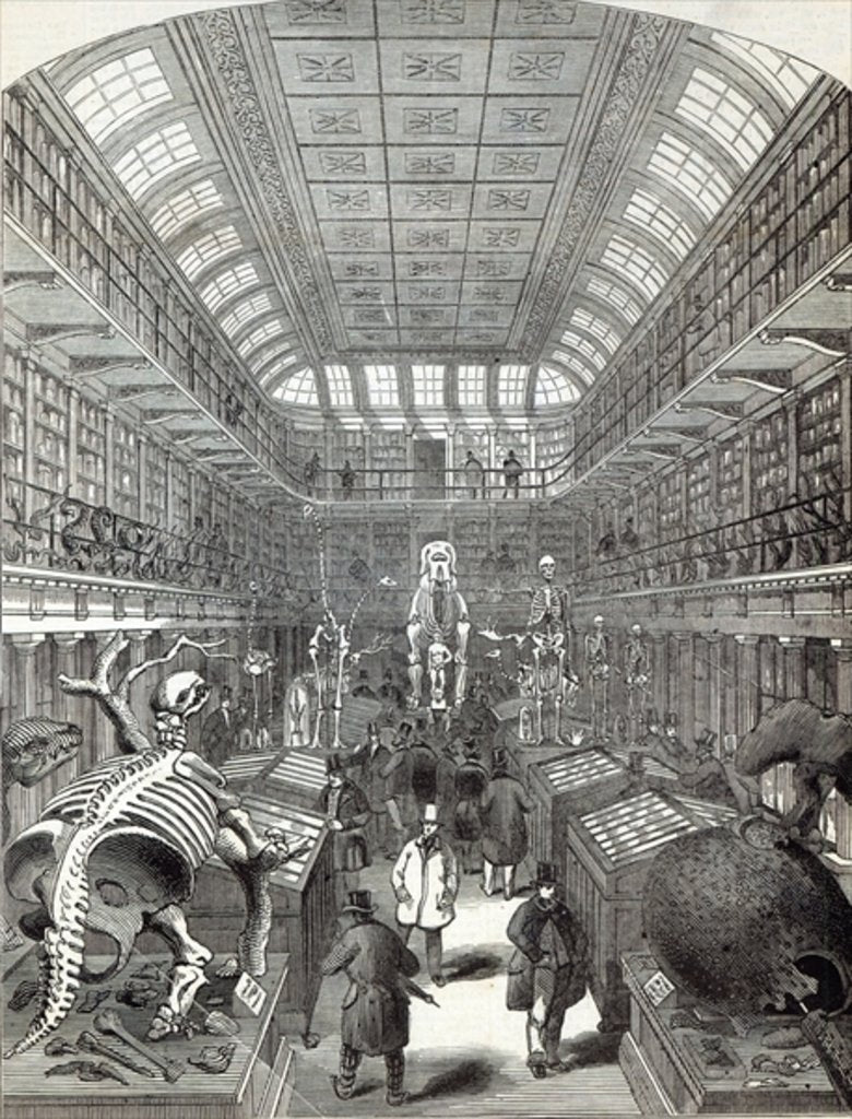 Detail of The Hunterian Museum, at the Royal College of Surgeons by English School