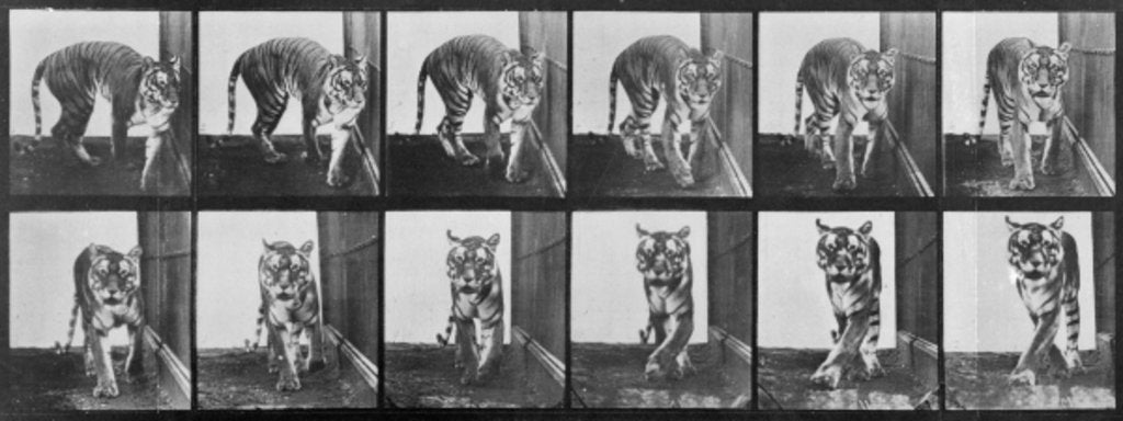 Detail of Tiger pacing by Eadweard Muybridge