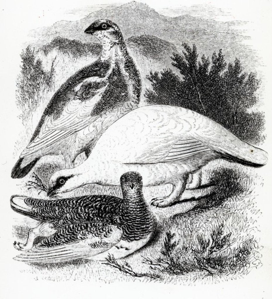 Detail of The Ptarmigan by William Yarrell