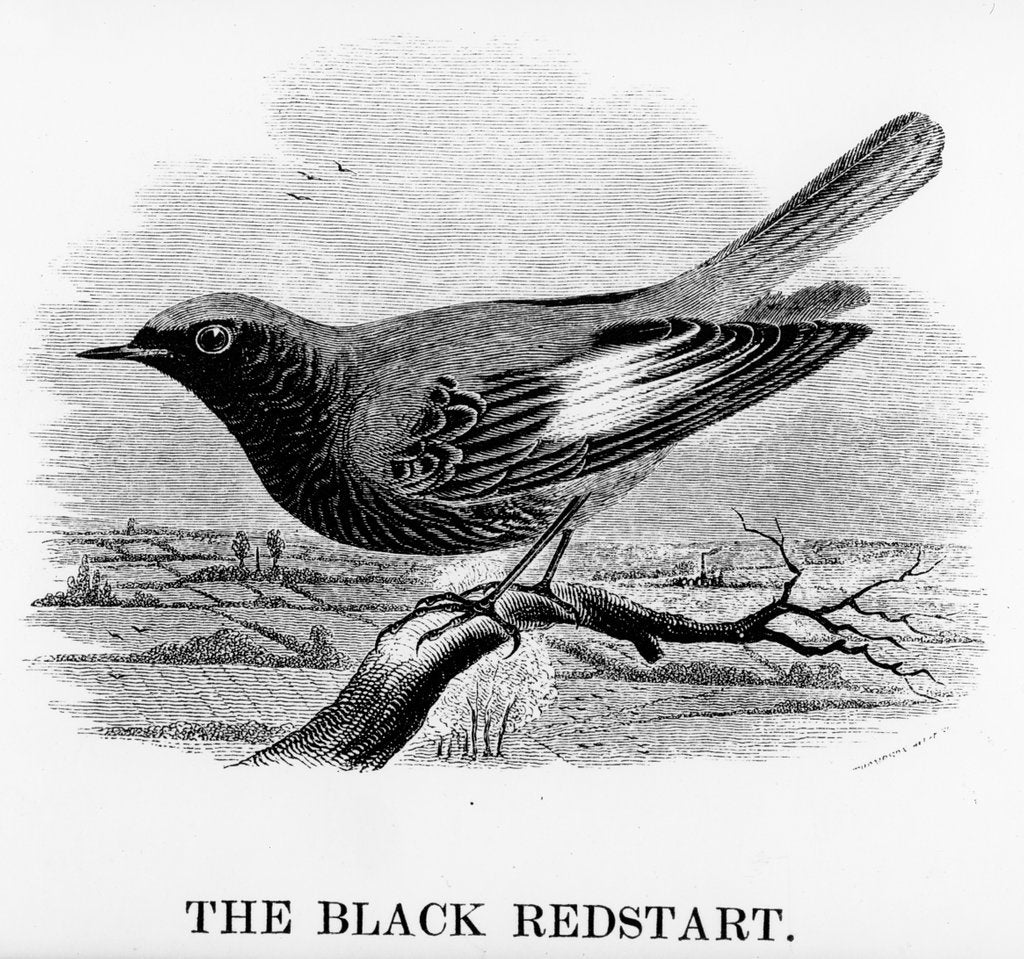 Detail of The Black Redstart by William Yarrell