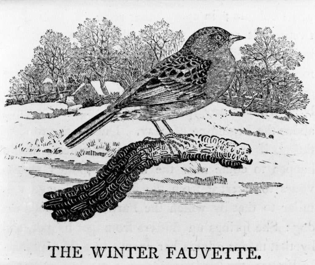 Detail of The Winter Fauvette by Thomas Bewick