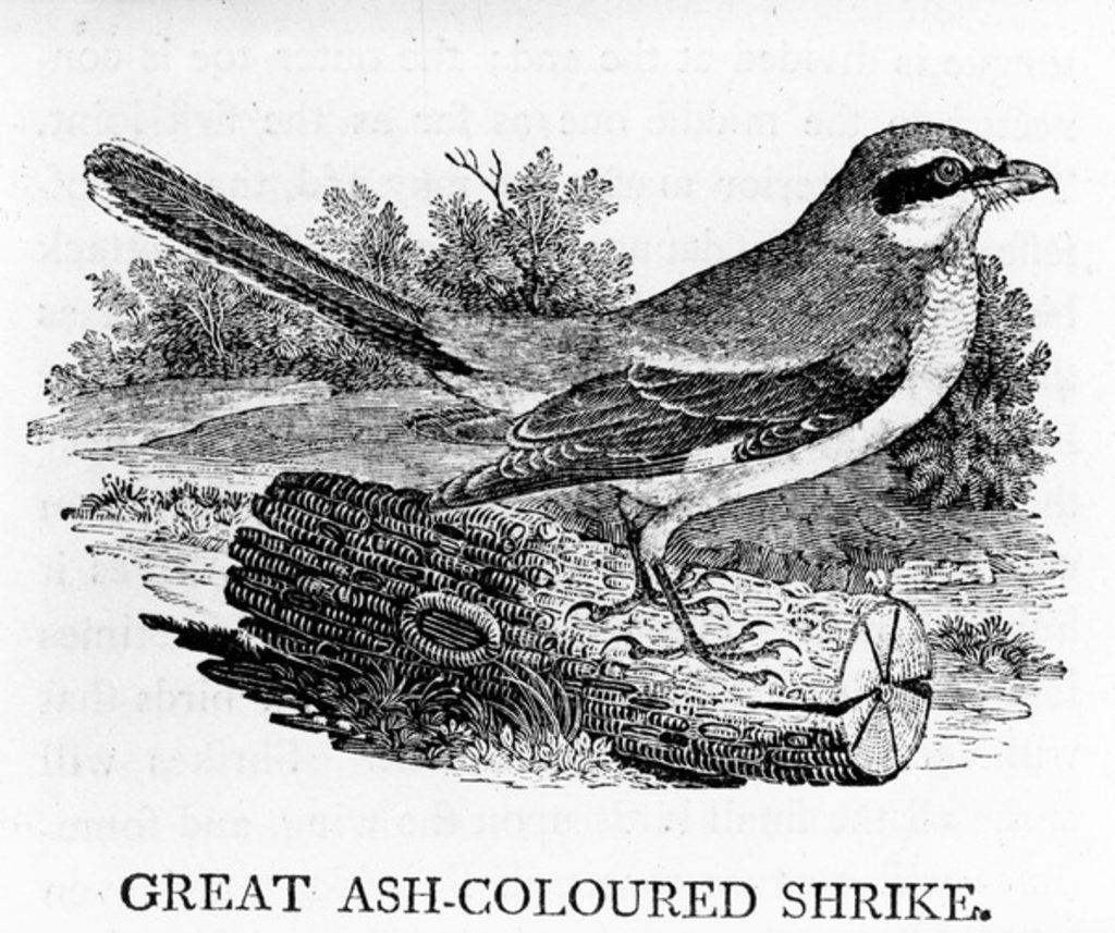 Detail of Great Ash-Coloured Shrike by Thomas Bewick