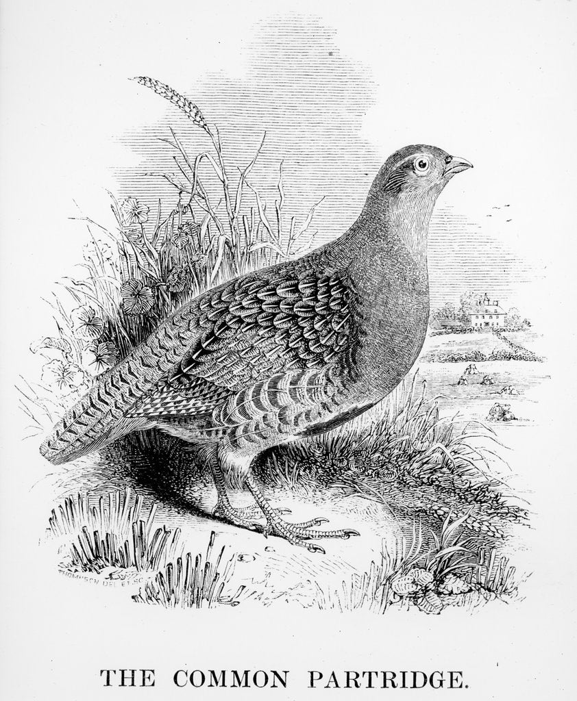 Detail of The Common Partridge by William Yarrell