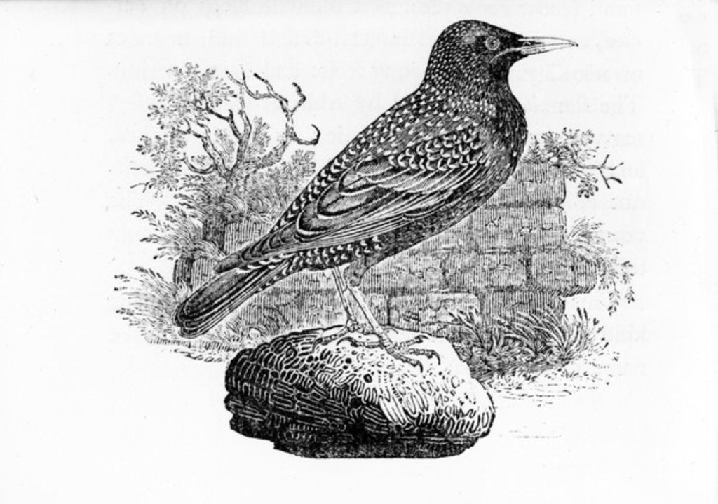 Detail of The Starling by Thomas Bewick