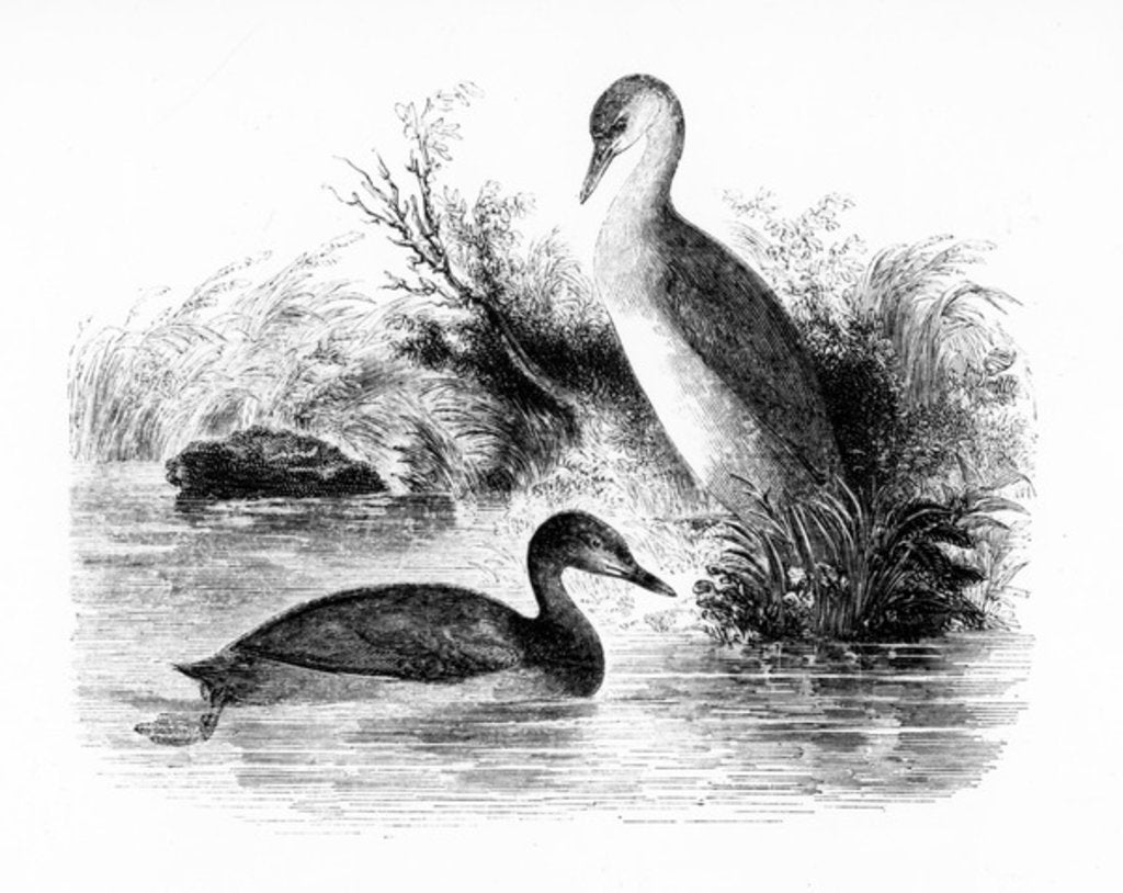 Detail of The Little Grebe, or Dabchick by William Yarrell