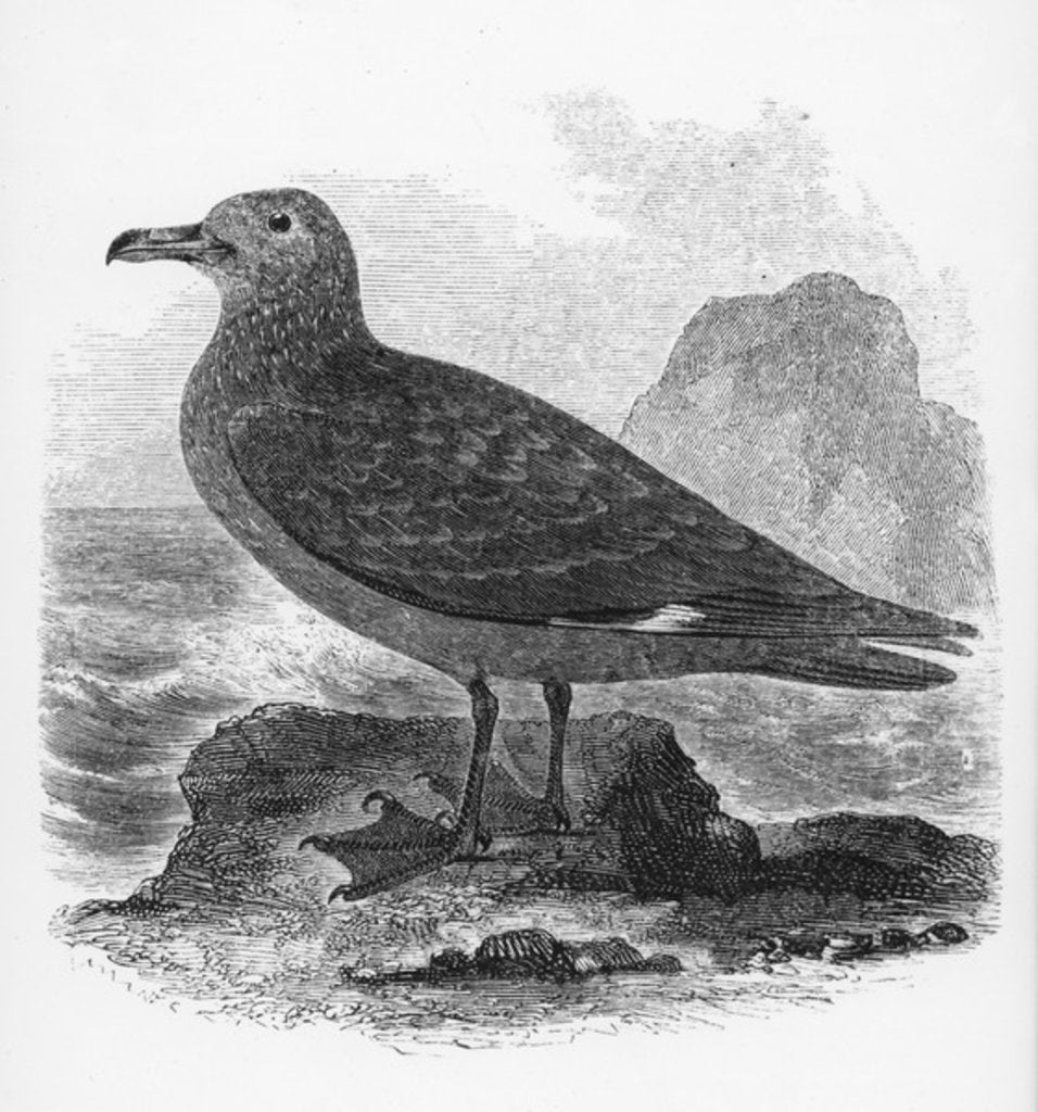 Detail of The Common Skua by William Yarrell
