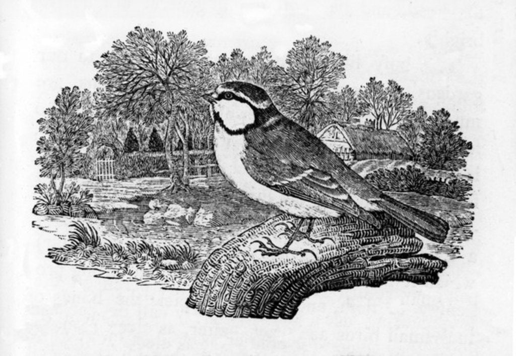 Detail of The Blue Titmouse by Thomas Bewick