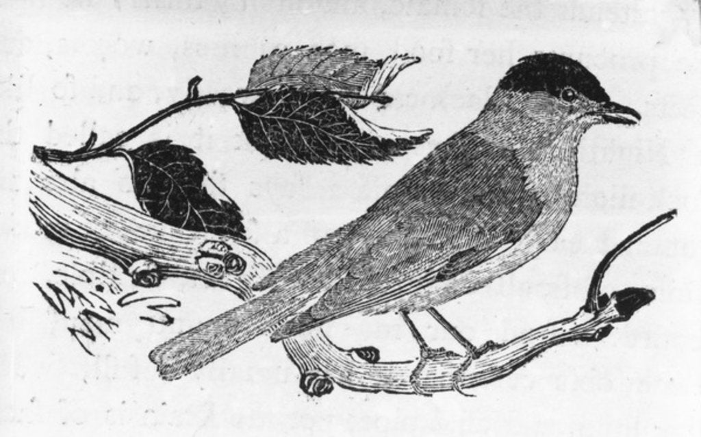 Detail of The Black-Cap by Thomas Bewick