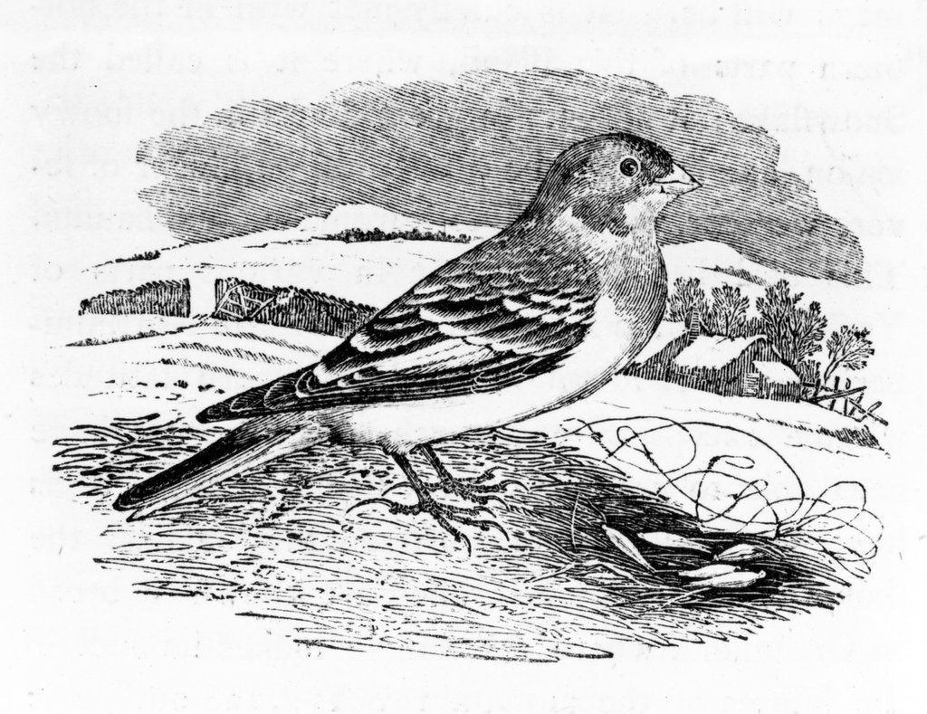 Detail of Tawny Bunting by Thomas Bewick