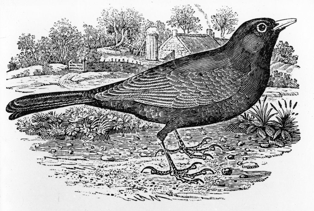 Detail of The Blackbird by Thomas Bewick