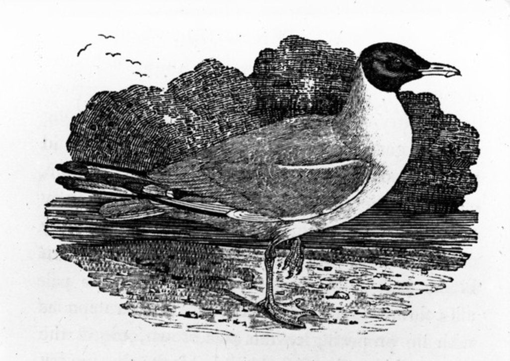 Detail of Black-Headed Gull by Thomas Bewick