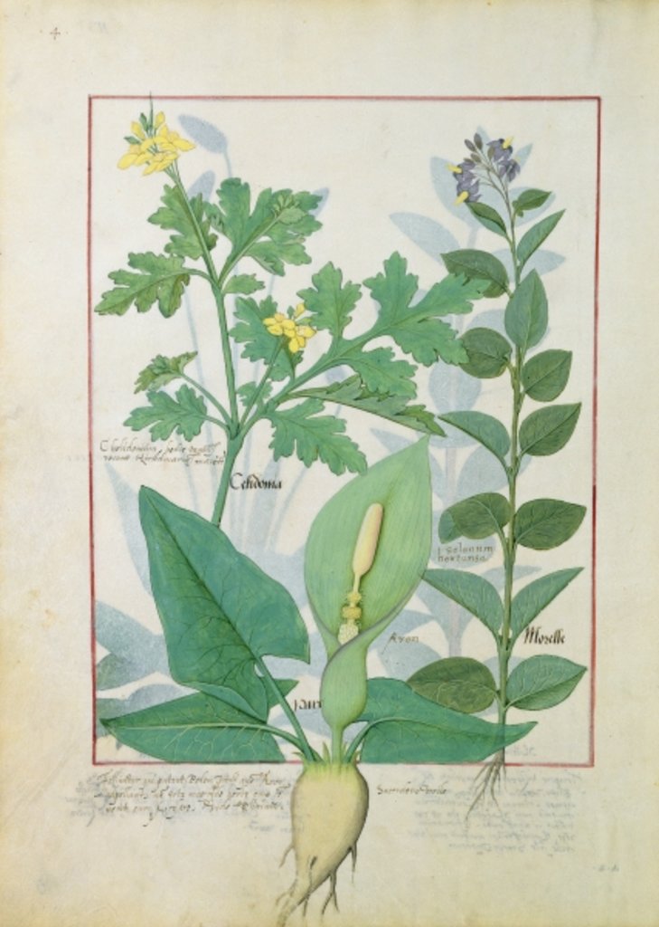 Ms Fr. Fv VI #1 fol.113v Greater Celandine or Poppy, Solanum or Nightshade, and Aron by Robinet Testard