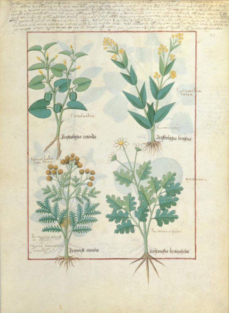 Detail of Ms Fr. Fv VI #1 fol.124r Top row: Aristolochia Rotundi and Aristolochia Longua. Bottom row: Armoise and Artemesia by Robinet Testard