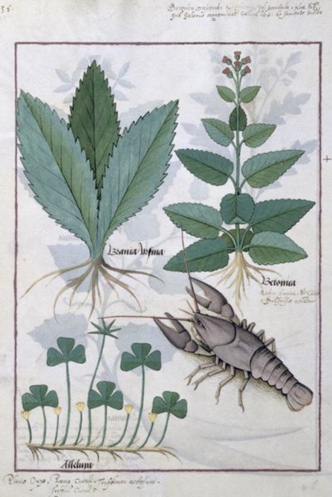 Ms Fr. Fv VI #1 fol.139v Illustration from the 'Book of Simple Medicines' by Mattheaus Platearius c.1470 by Robinet Testard