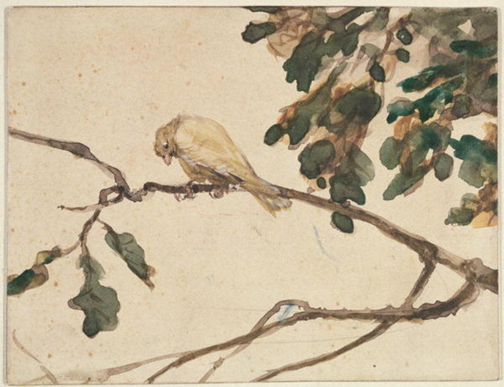 Detail of Canary on an Oak Tree Branch by Adolph Friedrich Erdmann von Menzel