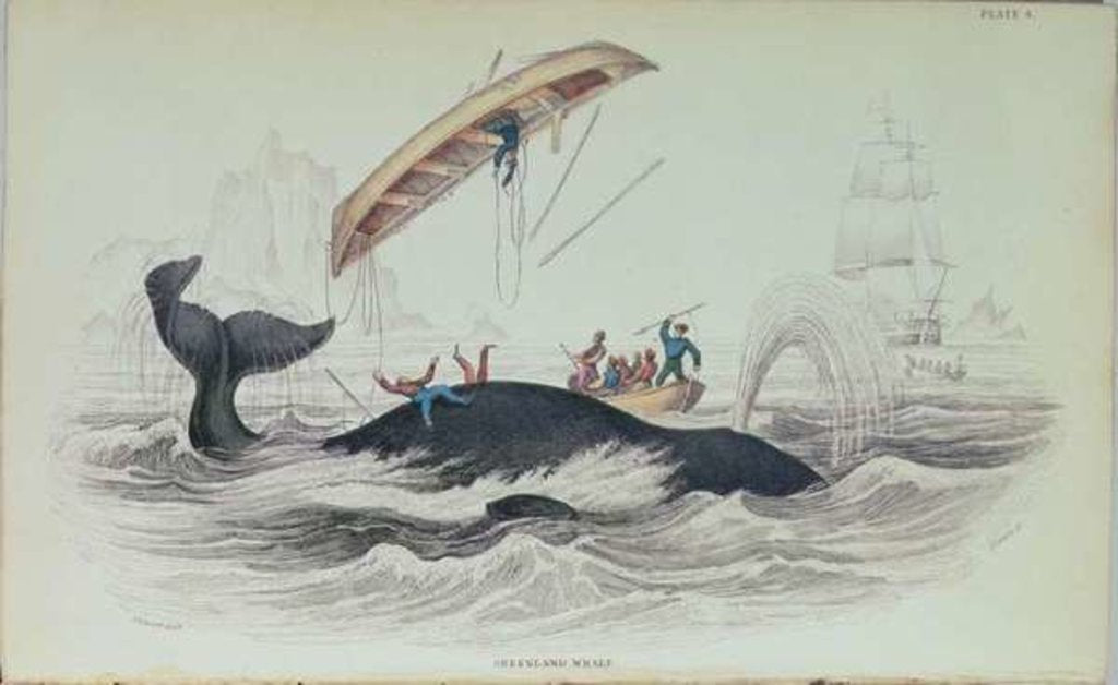 Detail of Greenland Whale, book illustration engraved by William Home Lizars by James (after) Stewart
