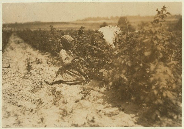 Detail of A six year old Polish girl picking berries all day with her family by Lewis Wickes Hine
