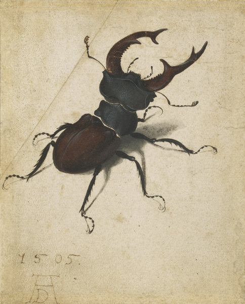 Detail of Stag beetle, 1505 by Albrecht Dürer