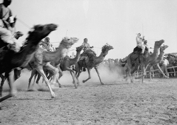 Detail of A camel race in full stride, Beersheba Race Meeting, Israel, 4th May 1940 by Anonymous