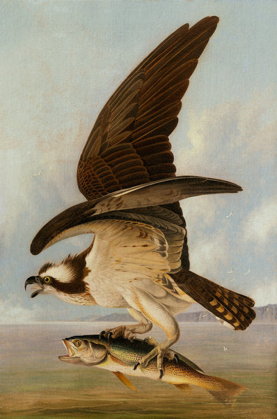 Detail of Osprey and Weakfish, 1829 by John James Audubon