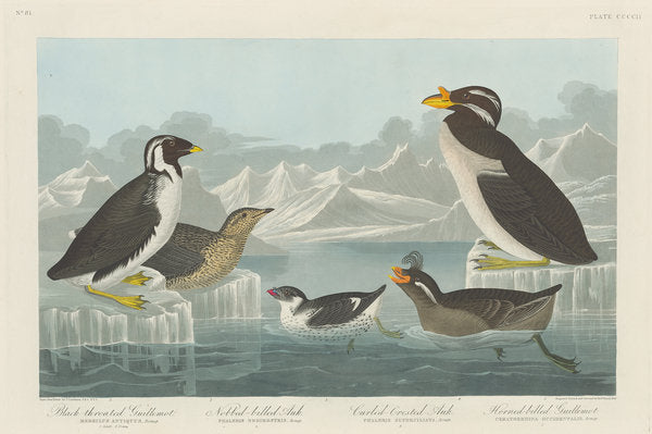 Detail of Black-throated Guillemot, Nobbed-billed Auk, Curled-Crested Auk and Horned-billed Guillemot 1838 by John James (after) Audubon