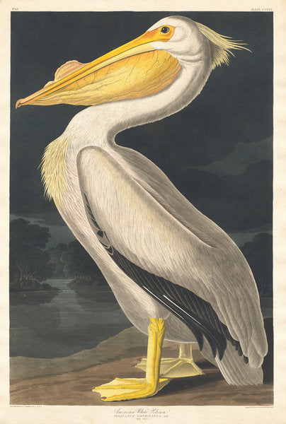 Detail of American White Pelican, 1836 by John James Audubon