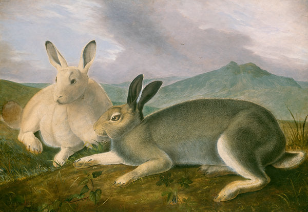 Detail of Arctic Hare, c.1841 by John James Audubon