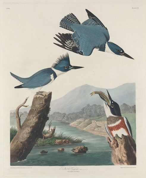 Detail of Belted Kingsfisher by John James Audubon