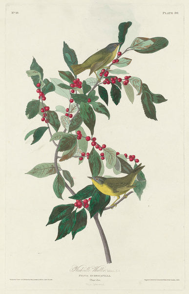 Detail of Nashville Warbler by John James Audubon