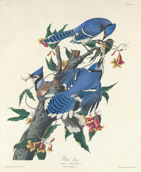 Detail of Blue Jay, 1831 by John James Audubon