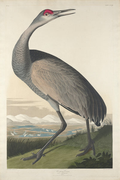 Detail of Hooping Crane by John James Audubon