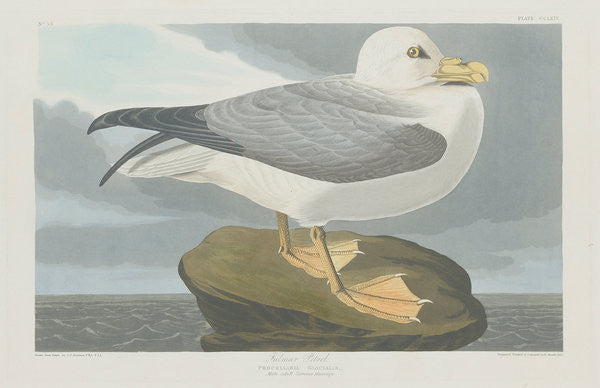 Detail of Fulmer Petrel by John James Audubon