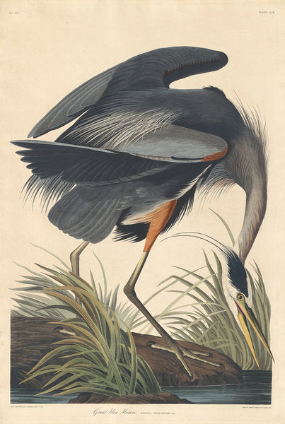 Detail of Great blue Heron, 1834 by John James Audubon