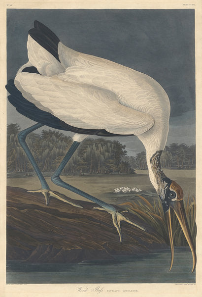 Detail of Wood Ibis, 1834 by John James Audubon