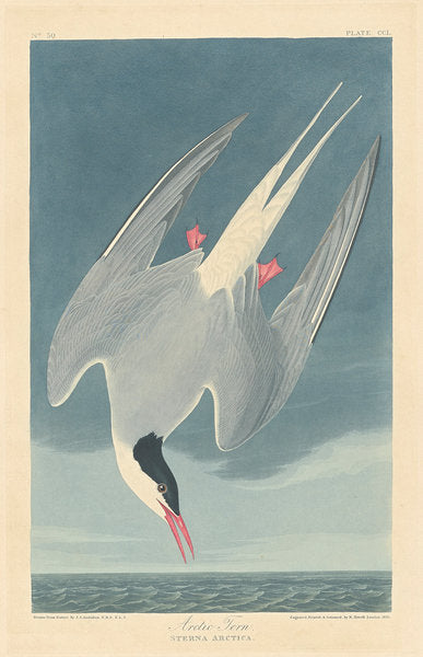 Detail of Arctic Tern, 1835 by John James Audubon