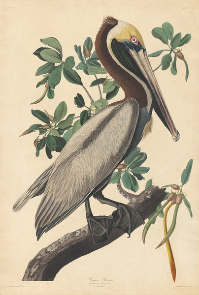 Detail of Brown Pelican, 1835 by John James Audubon