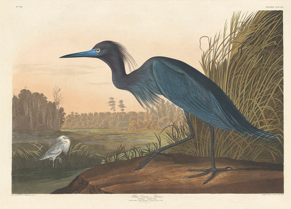 Detail of Blue Crane or Heron, 1836 by John James Audubon