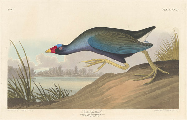 Detail of Purple gallinule, 1836 by John James Audubon