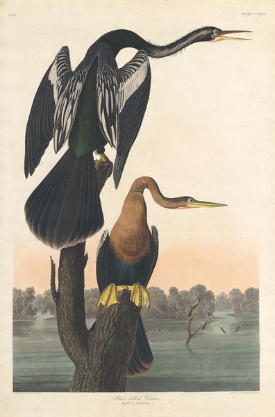 Detail of Black-bellied Darter, 1836 by John James Audubon