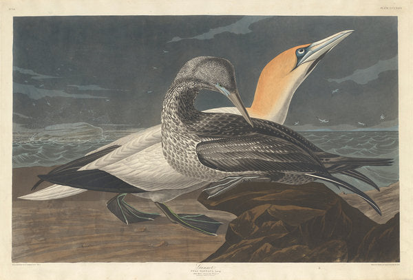 Detail of Gannet, 1836 by John James Audubon