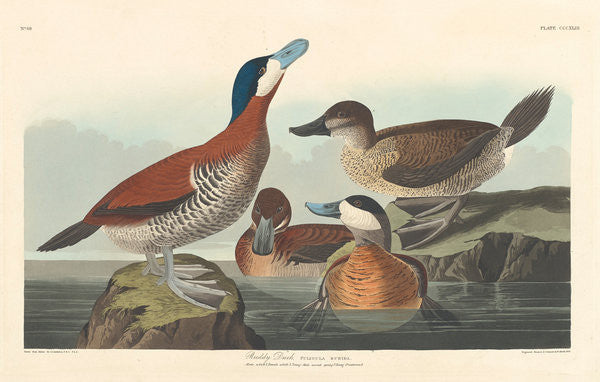 Detail of Ruddy duck by John James Audubon