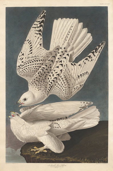 Detail of Iceland or Jer Falcon by John James Audubon