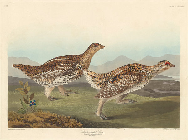 Detail of Sharp-tailed Grous, 1837 by John James Audubon
