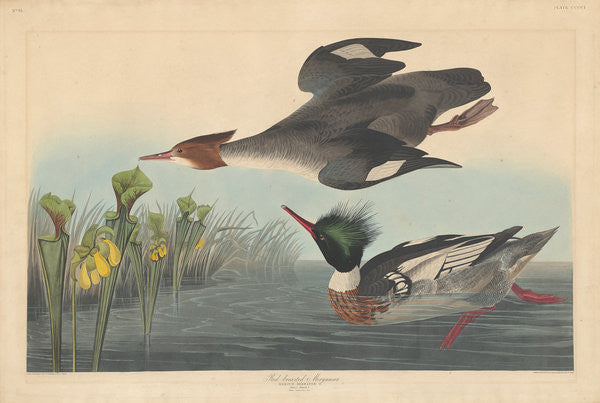 Detail of Red-breasted Merganser by John James Audubon