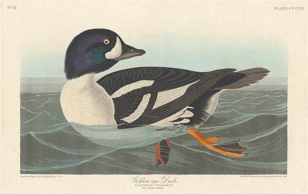 Detail of Golden-eye Duck, 1836 by John James Audubon