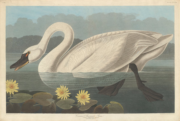 Detail of Common American Swan by John James Audubon